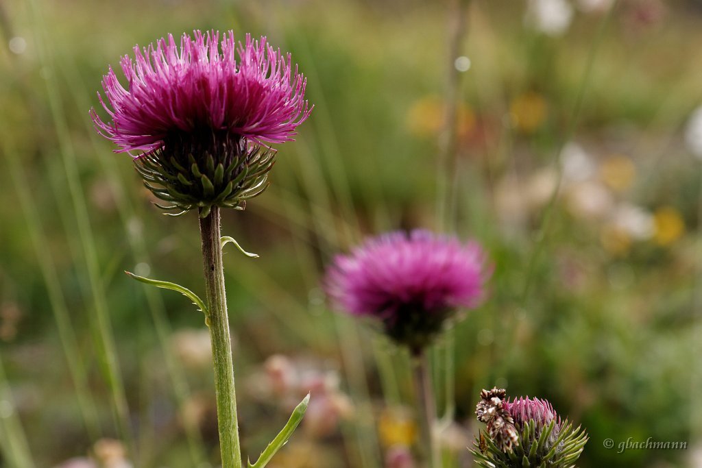 20090802_269_raw